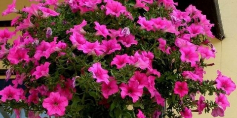 Petunia ampelnaya - opis, sadnja i njega